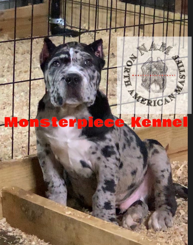 North american hot sale mastiff cost